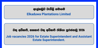 estate-superintendent-assistant-superintendent-elkaduwa-plantations-limited